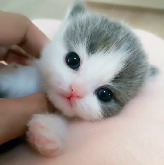 everythingfox:Tiny unit