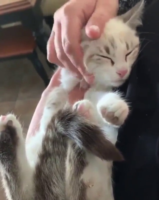 catsofinstagram:  From @myfosterkittens: “A little over a week ago I had a conversation