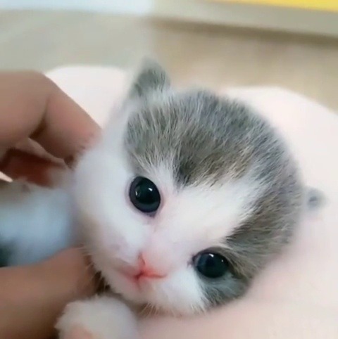 Porn Pics justcatposts:  Smol kitty(via)