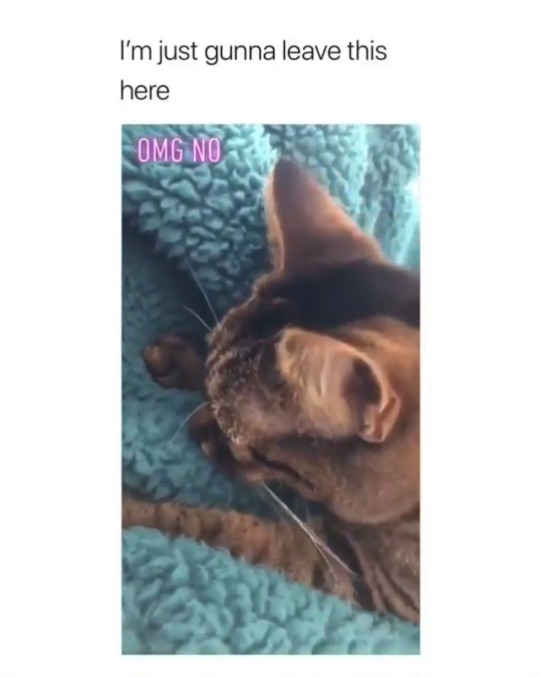 justcatposts:  “Cats are actually terrifying”(Source)
