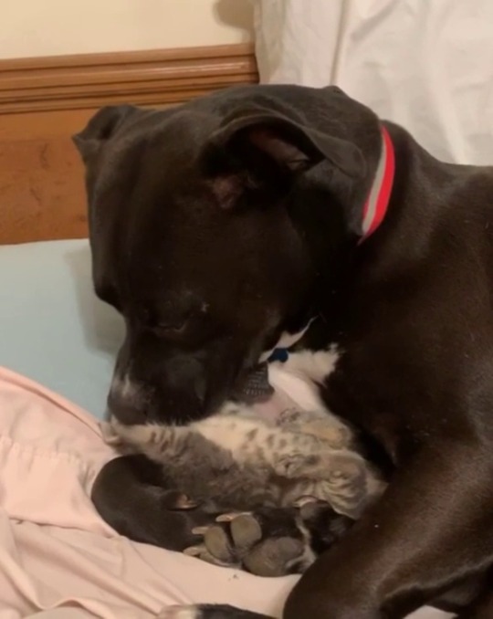 thenatsdorf:The world’s best foster dad. (via Analisat3212)