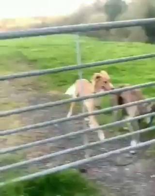 babyanimalgifs: that tail though  via helenlauramorrey IG 