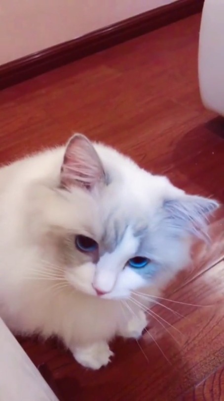 XXX justcatposts:  The prettiest cat I’ve ever photo