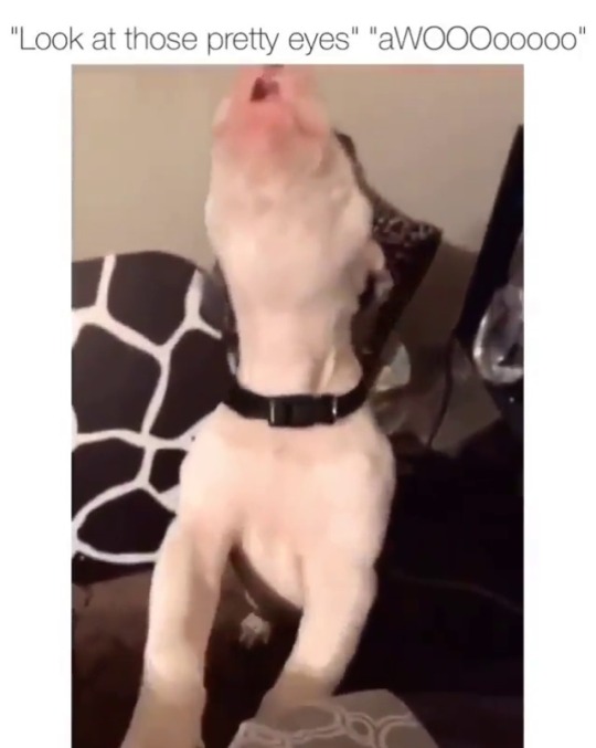 thefingerfuckingfemalefury: ayellowbirds:  theanimalmemes: Sweetest sound ever 😍❤️ a healing noise  Let them awoo <3 