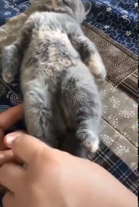 justcatposts:  Sleepy kitty(Source)