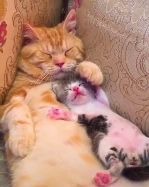 fluffgo:No DNA testing required😂