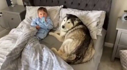 black-geek-supremacy: everythingfox: Dog refuses to get out of bed then proceeds to fall asleep looking after baby(Source)    Why do we deserve dogs 