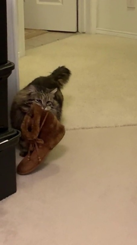 babyanimalgifs:  “My mom adopted a cat that brings her slippers to her every morning.