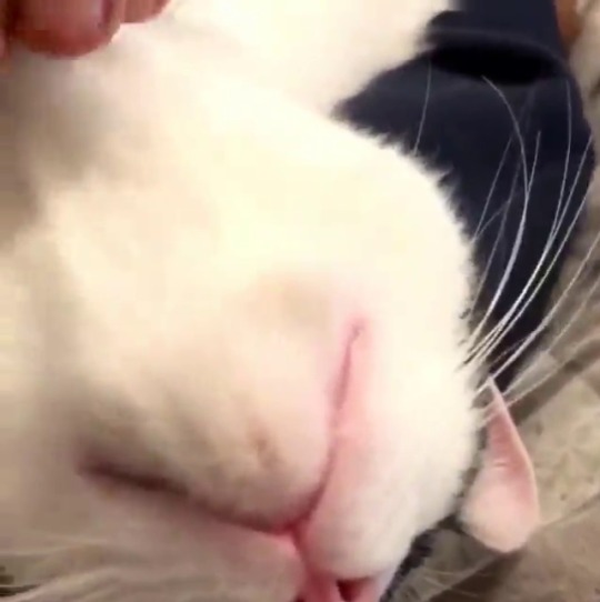 catsofinstagram:  From @mowglithehobo: “Everyone loves a good chin scratch!” #catsofinstagram  [source: https://instagr.am/p/CAImfTCgeIm/ ]