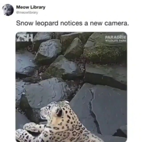babyanimalgifs:via: @meowlibrary