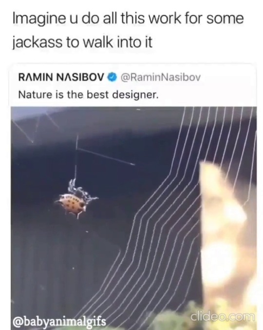 babyanimalgifs:  i feel bad for destroying them now. (Sound on) via: RaminNasibov 