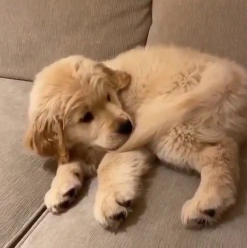 babyanimalgifs:  Oh heck, how did it get away?Submission: @champgoldenpup