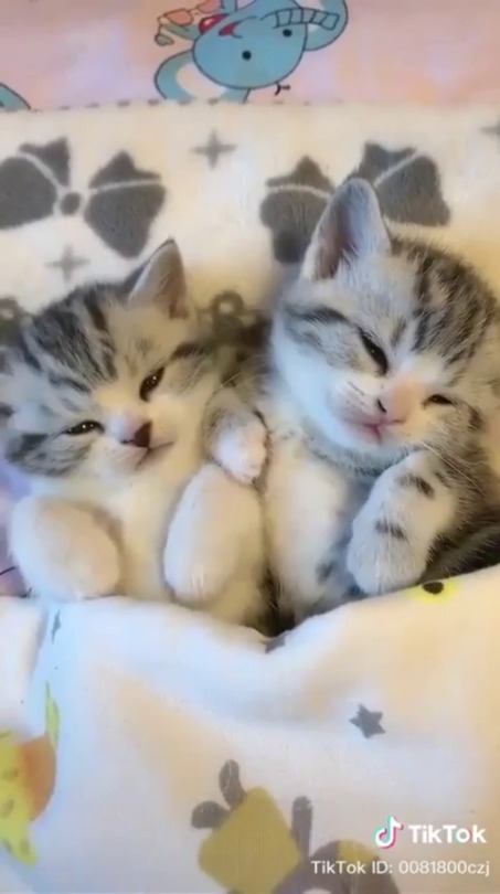 justcatposts: Sleepy kittens  (via) 
