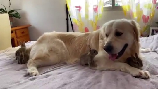 thenatsdorf:Bunnies think golden retriever is their mama. 