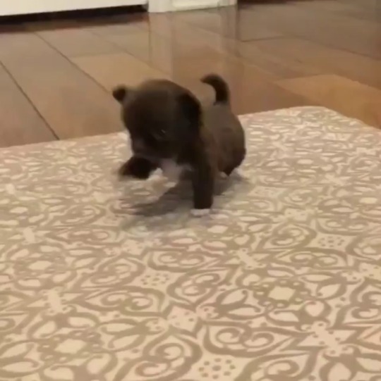 everythingfox:Tiny unit(via)