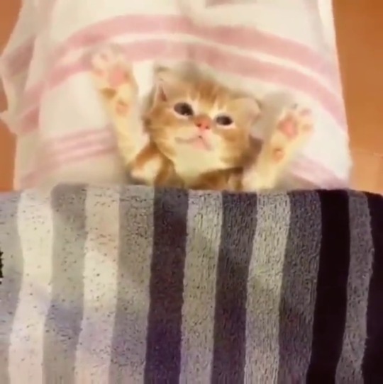 Funny Cats — Kitten Getting Tucked In For Bed