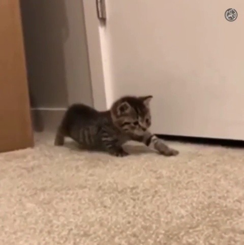 justcatposts:  Sneaky sneak