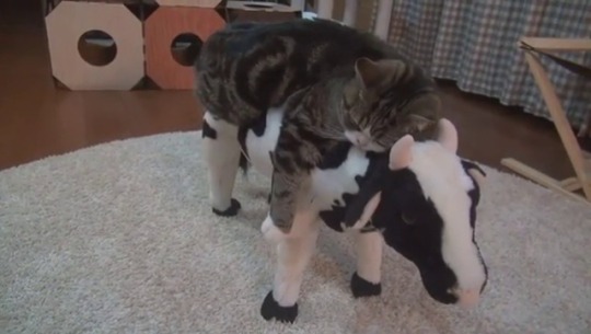 everythingfox:    Maru and his cow bed(via)