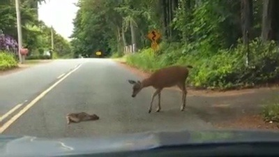 Porn Pics babyanimalgifs:  This little baby deer got