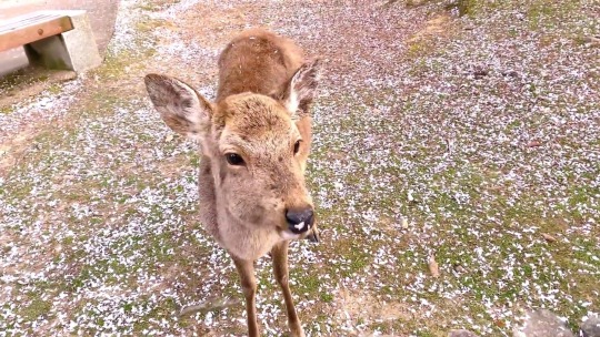 minerals: Nara Park in Nara, Japan, is home to over 1,200 wild sika deer. A video