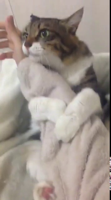 justcatposts:  Me: I’m not clingyMe: 10 mins later