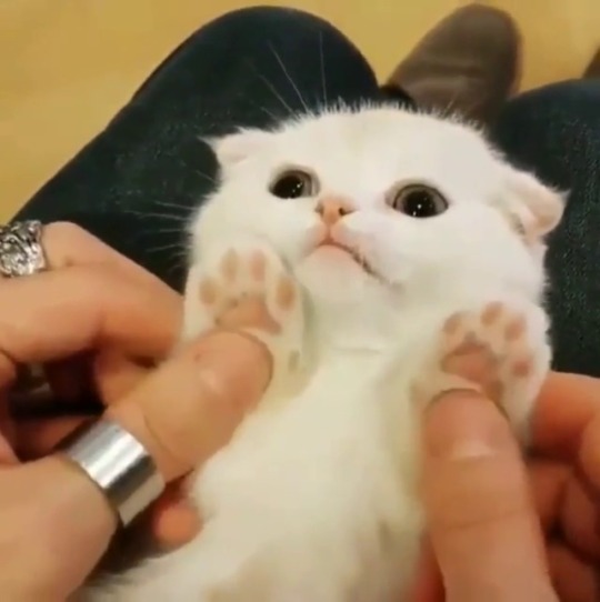 everythingfox: Tiny unit