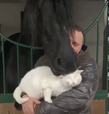 justcatposts:  A very gentle horse giving a cat some pets (via)