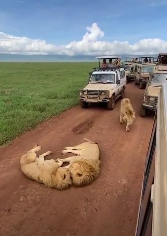 justcatposts:  Three lion brothers lying down (via)