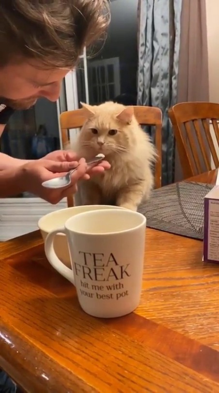 justcatposts:  Cat tries some ice-cream (via)
