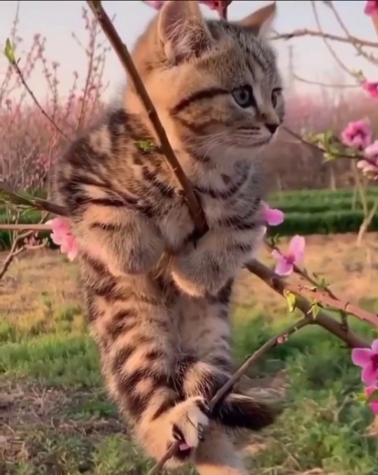 justcatposts:  Weird blossom this season (via)