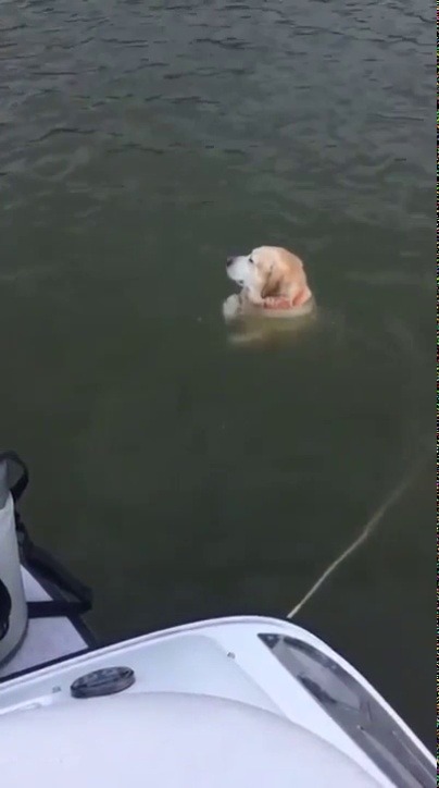 babyanimalgifs: The goodest buoy  (via) 