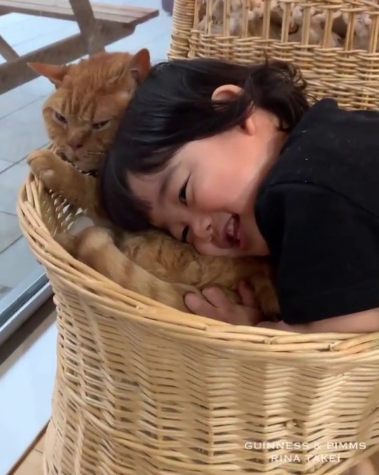 sundial-at-night:hollyevolving:kallistoi:[video description: various short clips of a toddler walking up to a grumpy looking orange cat and snuggling their face gently against the cat’s side.] I like how the kid pauses their toddler momentum before