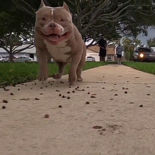babyanimalgifs:  The happiest (and hoppiest) bully in the world 🌎 “Chunk” (Source)
