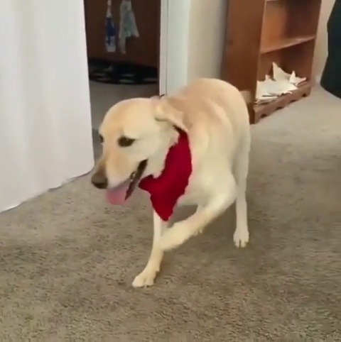 everythingfox:  tippy taps(via)