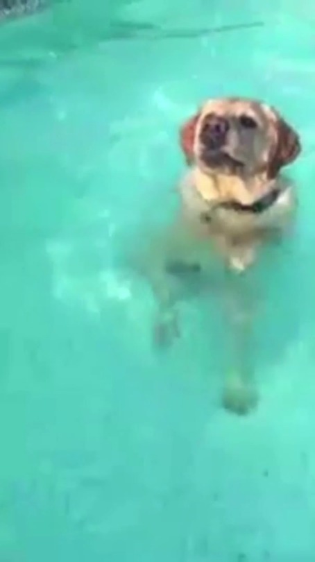 everythingfox:  “He realized he could stand in the pool.”(via)
