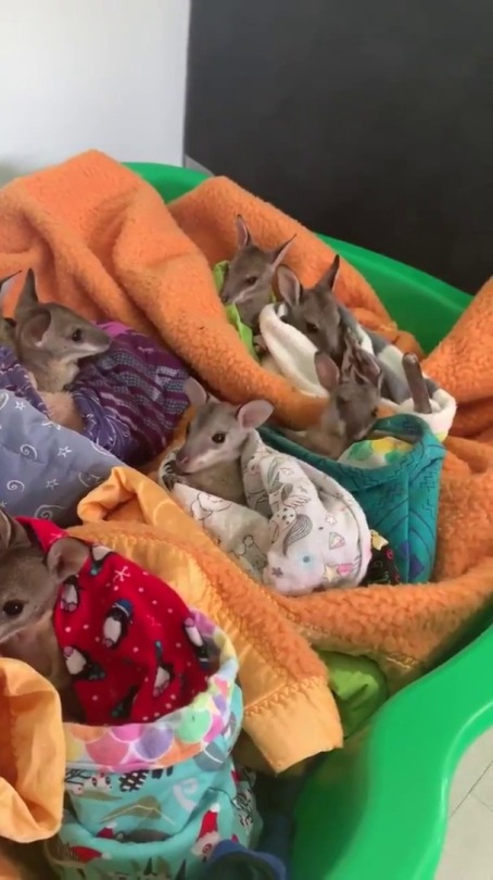 Porn photo babyanimalgifs:  These baby kangaroos were