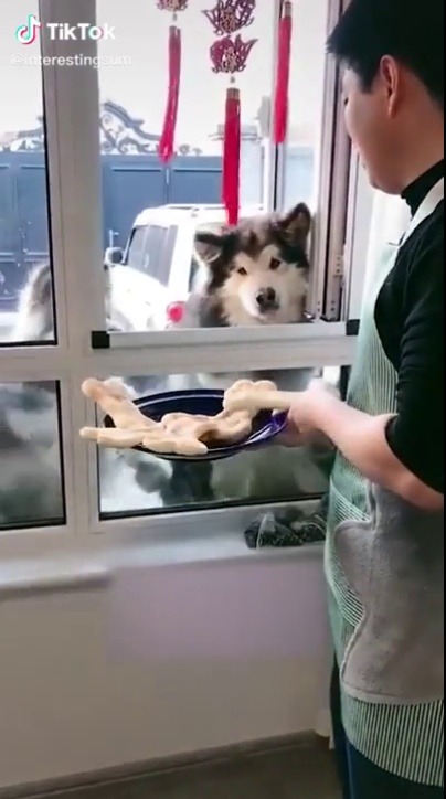 everythingfox:Biscuit boiis