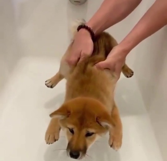jupiter-bear:  babyanimalgifs:  A dog with a flair for the melodramatic. (via) 