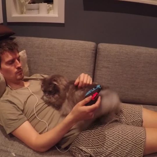 “My cat is known for her arm flops. So I recorded some more for you. Hope you enjoy it!“ (Source)