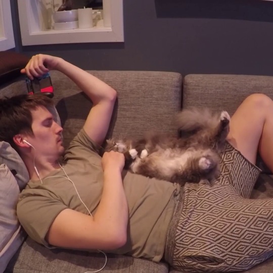 ai-incarnate:fantasizinboutnickiandbey:  justcatposts: “My cat is known for her arm flops. So I recorded some more for you. Hope you enjoy it!“  (Source)    When she just buries her face in his chest and sticks her feetsies out real far   HER BELLY