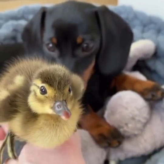thesassyducks:  This is so cute (via)