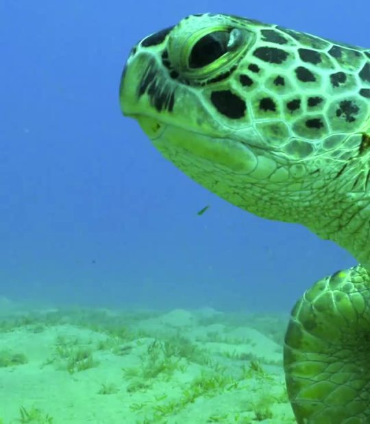 natgeo @bertiegregory | A green sea turtle feeds on seagrass off the coast of southern Egypt, in the Red Sea. These turtles...