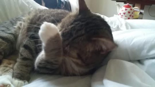 Here’s my tiny kitten cleaning her little face for cuteness and relaxation purposes