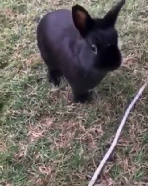 thesassybunnies:  Some bunny is having a temper tantrum 😂🐰 (via)
