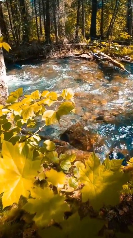 vizual-vibe:   Clear waters of an Alaskan stream