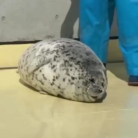 This incredibly cute and super soft seal is the best cuddle pal to enjoy a cozy evening at home with. It’s super stretchy and...