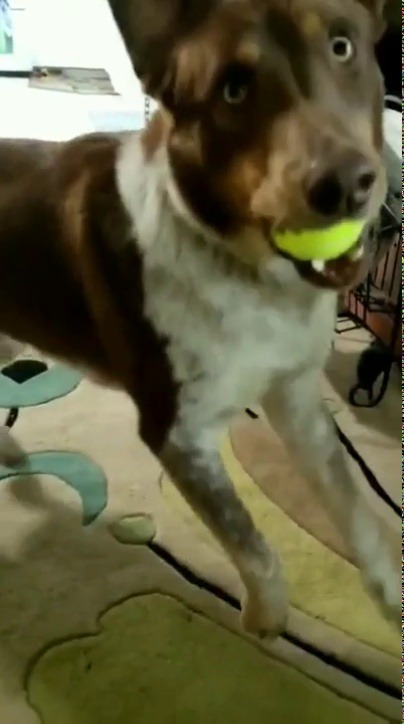 everythingfox:tippy taps