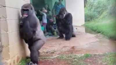 babyanimalgifs: Gorillas are magnificent, majestic creatures full of grace and beauty… except when it rains.  (Source) 