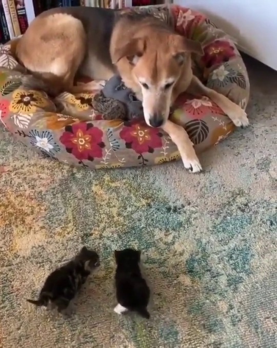 catsofinstagram: From @raylan_the_dog: “Are you our mother? Meow meow 🐱🐱”