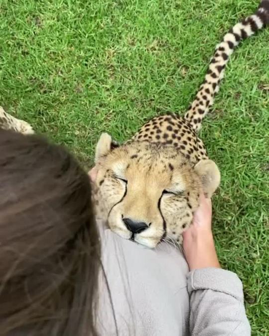 Sometimes we all just need a good ear massage 💆♀️ (via)